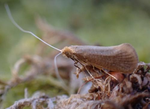 Nematopogon sp.
